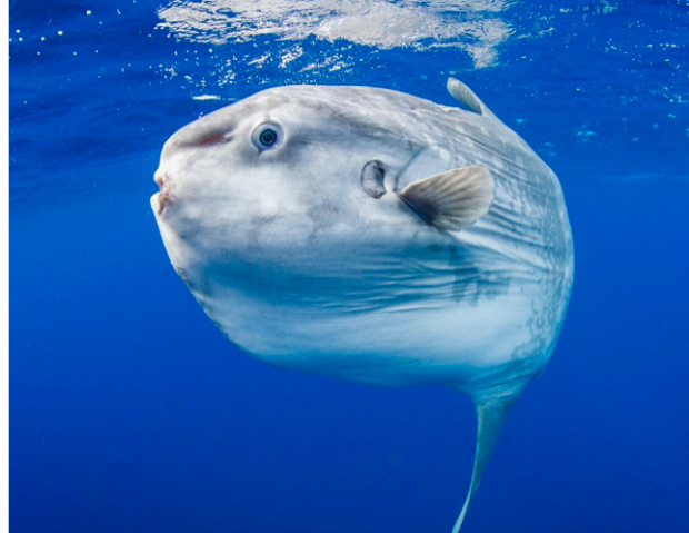 World’s Largest Fish (not A Beauty) Caught On New Video Off Nova Scotia