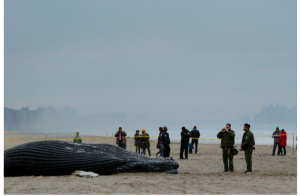 humpback whales dying atlantic