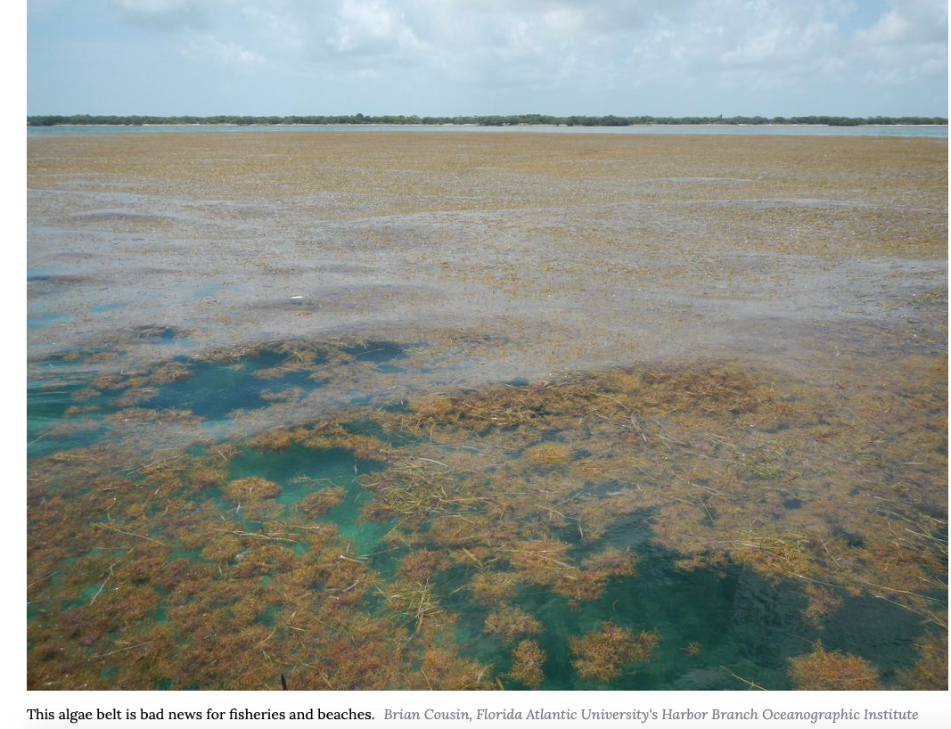 LargestEver Patch of Seaweed Bloom Stretches 5,500 Miles from Africa