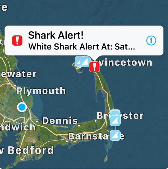 Three Cape Cod Beaches Closed Briefly Due To Great White Shark Sightings