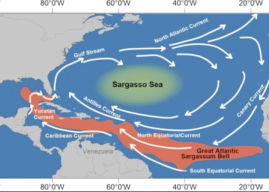 2026 Atlantic Sargassum Bloom Thickest on Record